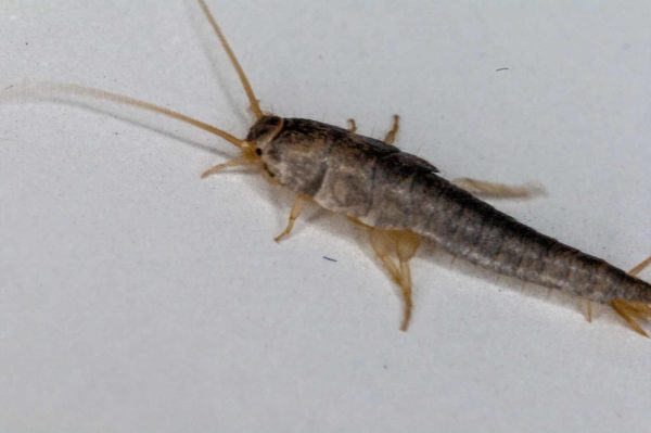 2018-10-18 - Residenzia - HolyHalla - Silberfischchen in der Wanne