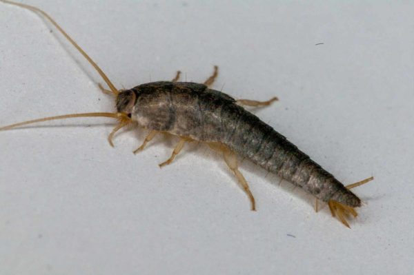 2018-10-18 - Residenzia - HolyHalla - Silberfischchen in der Wanne