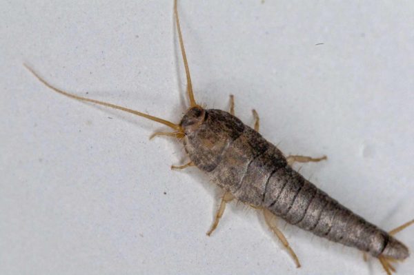 2018-10-18 - Residenzia - HolyHalla - Silberfischchen in der Wanne