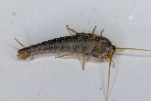 2018-10-18 - Residenzia - HolyHalla - Silberfischchen in der Wanne