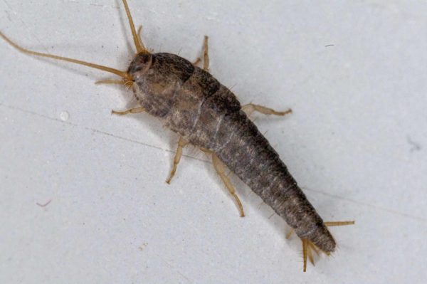 2018-10-18 - Residenzia - HolyHalla - Silberfischchen in der Wanne