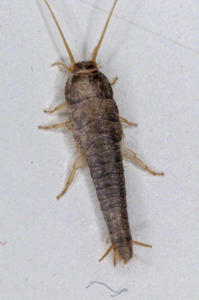 2018-10-18 - Residenzia - HolyHalla - Silberfischchen in der Wanne