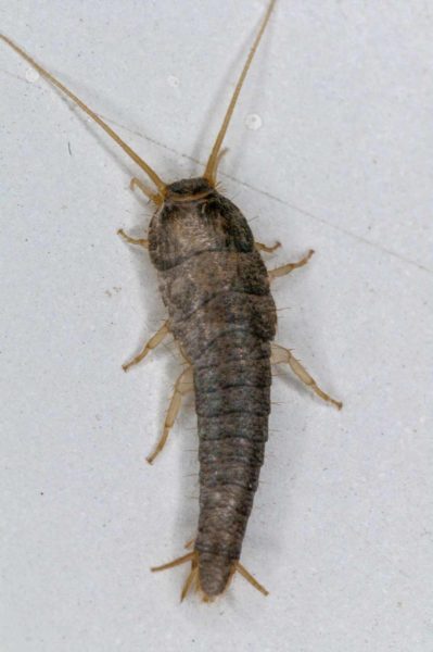 2018-10-18 - Residenzia - HolyHalla - Silberfischchen in der Wanne