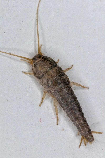 2018-10-18 - Residenzia - HolyHalla - Silberfischchen in der Wanne