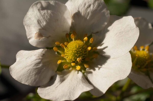 2017-10-31 - RE-Sidenzia auf'm BallKong