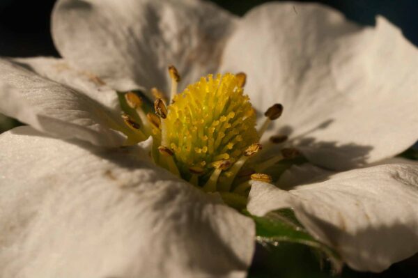 2017-10-31 - RE-Sidenzia auf'm BallKong