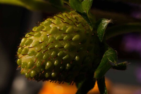 2017-10-31 - RE-Sidenzia auf'm BallKong