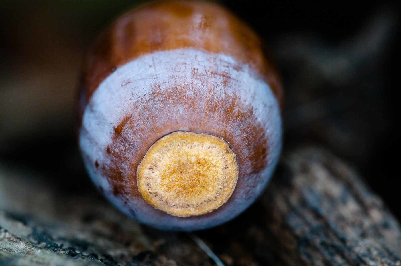 2018-11-01 - NSG Klöppersberg C-R