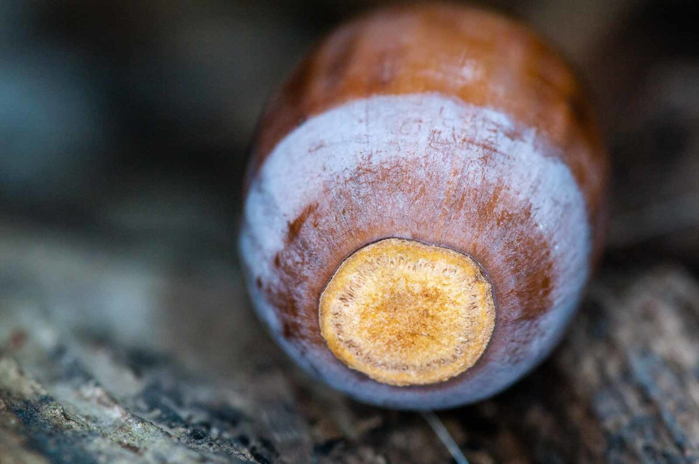 2018-11-01 - NSG Klöppersberg C-R