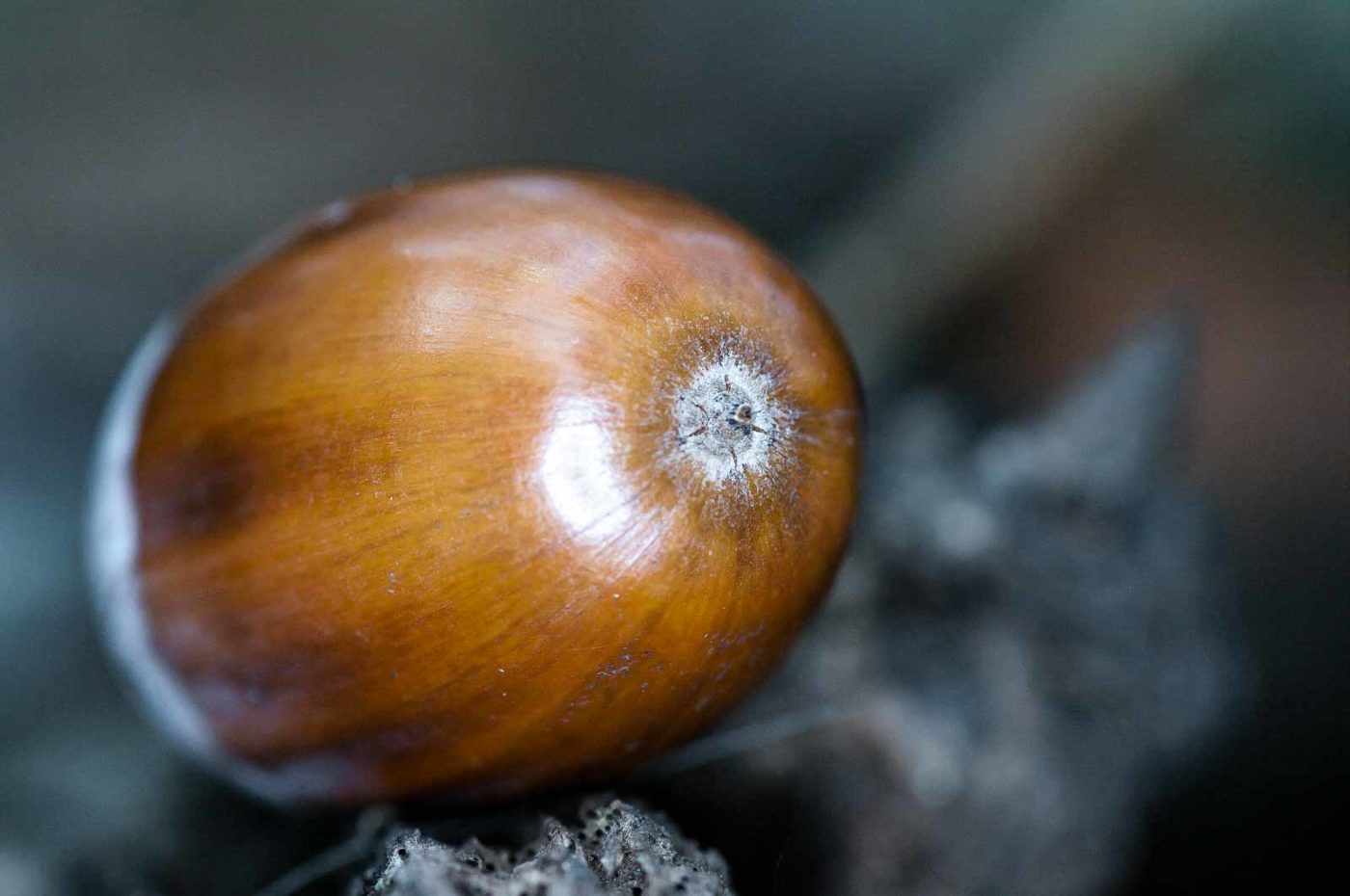 2018-11-01 - NSG Klöppersberg C-R