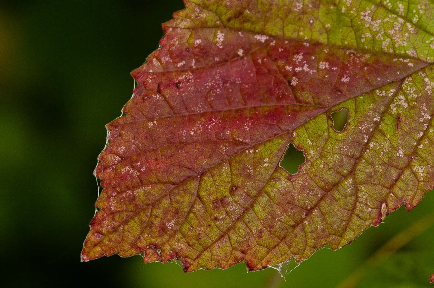 2018-11-01 - NSG Klöppersberg C-R