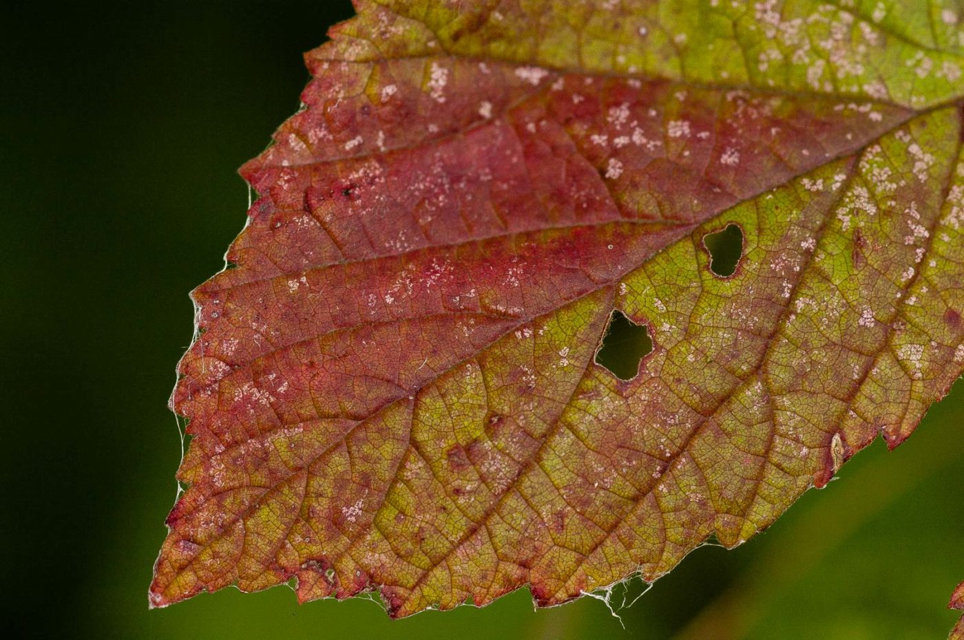 2018-11-01 - NSG Klöppersberg C-R