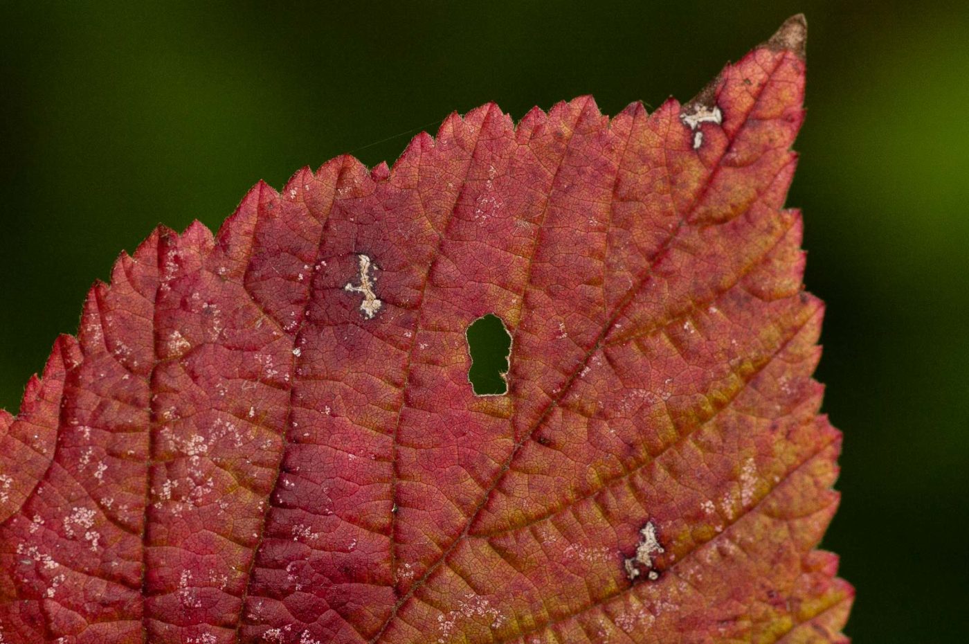 2018-11-01 - NSG Klöppersberg C-R