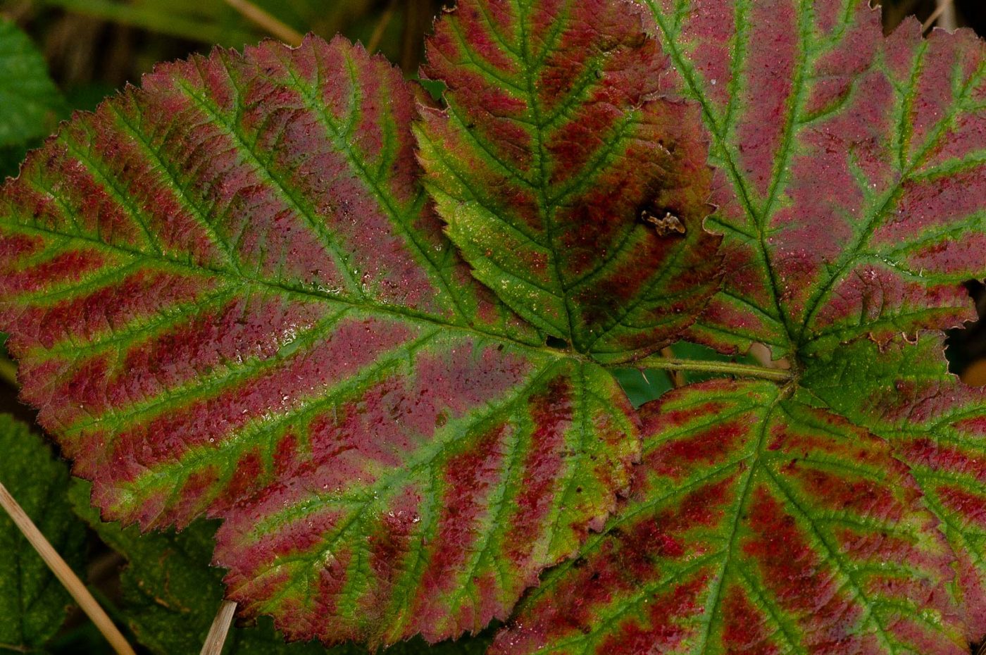 2018-11-01 - NSG Klöppersberg C-R