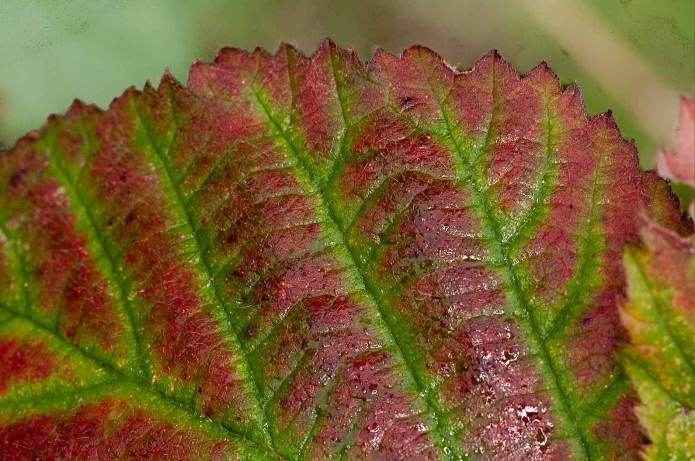 2018-11-01 - NSG Klöppersberg C-R