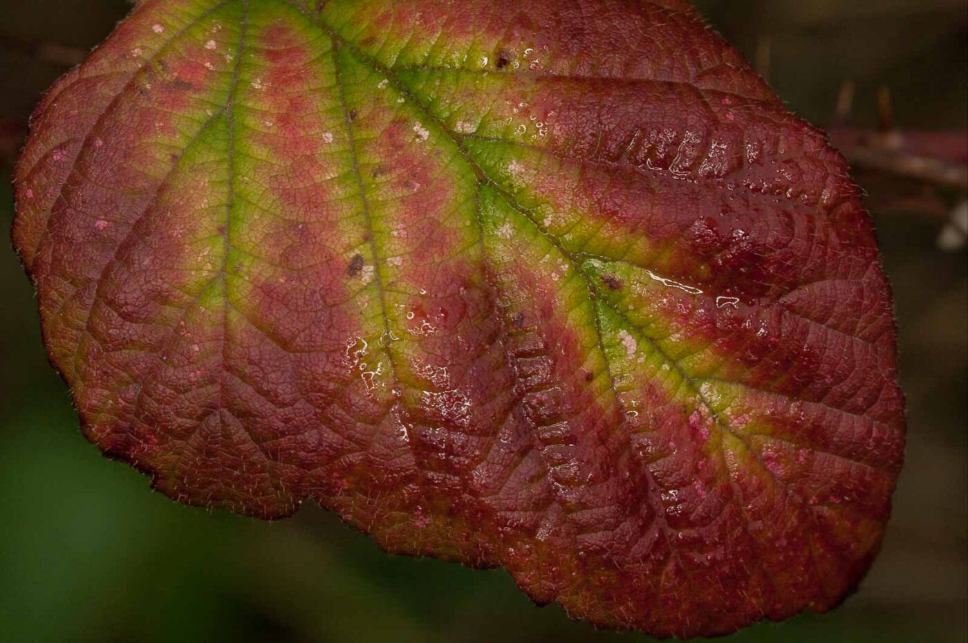 2018-11-01 - NSG Klöppersberg C-R