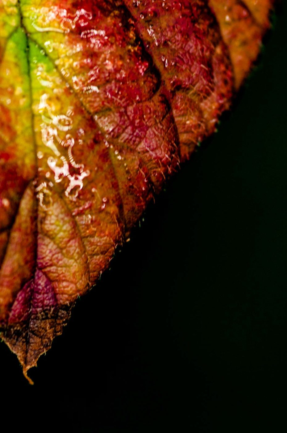 2018-11-01 - NSG Klöppersberg C-R