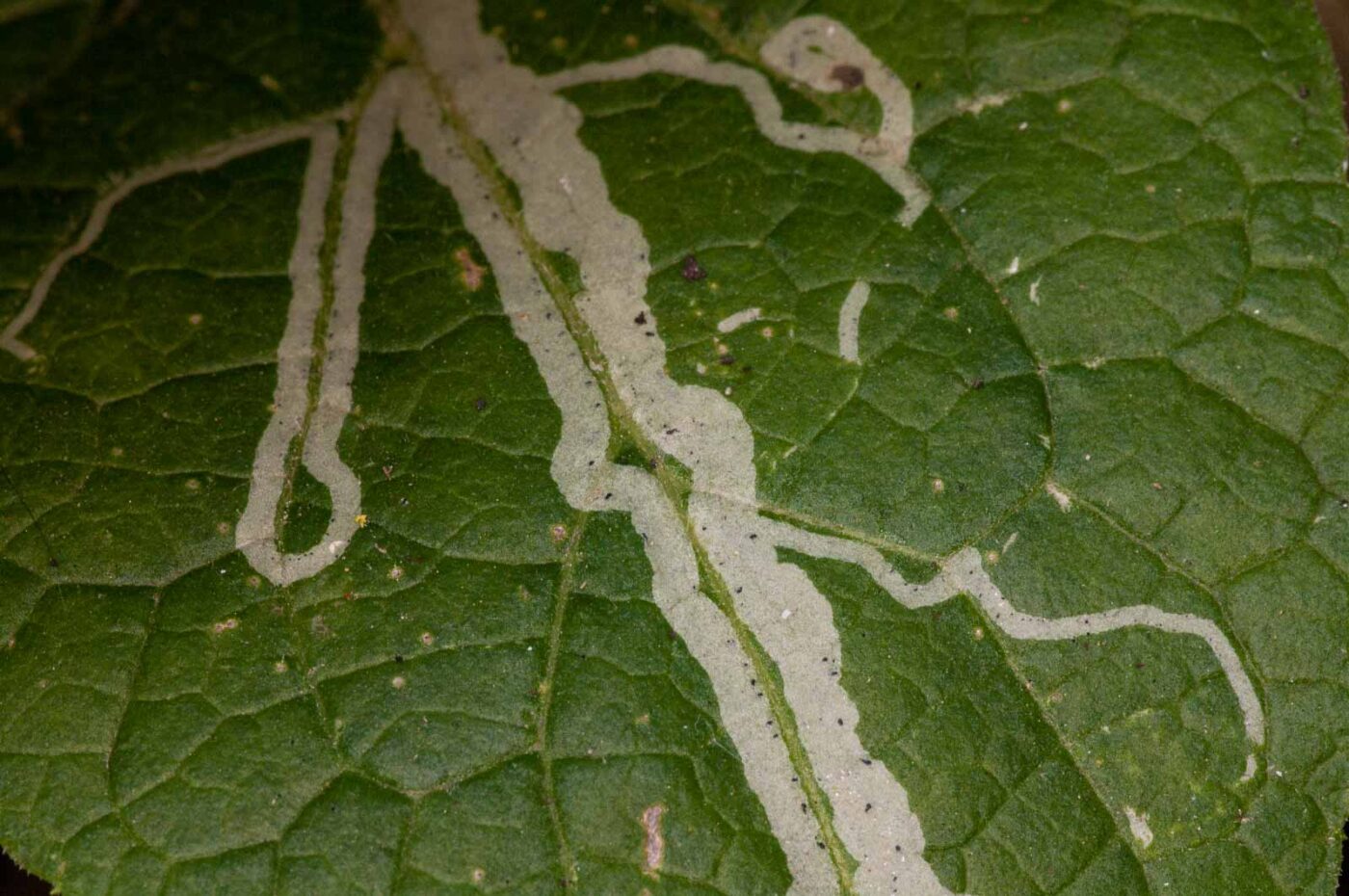 2018-11-01 - NSG Klöppersberg C-R