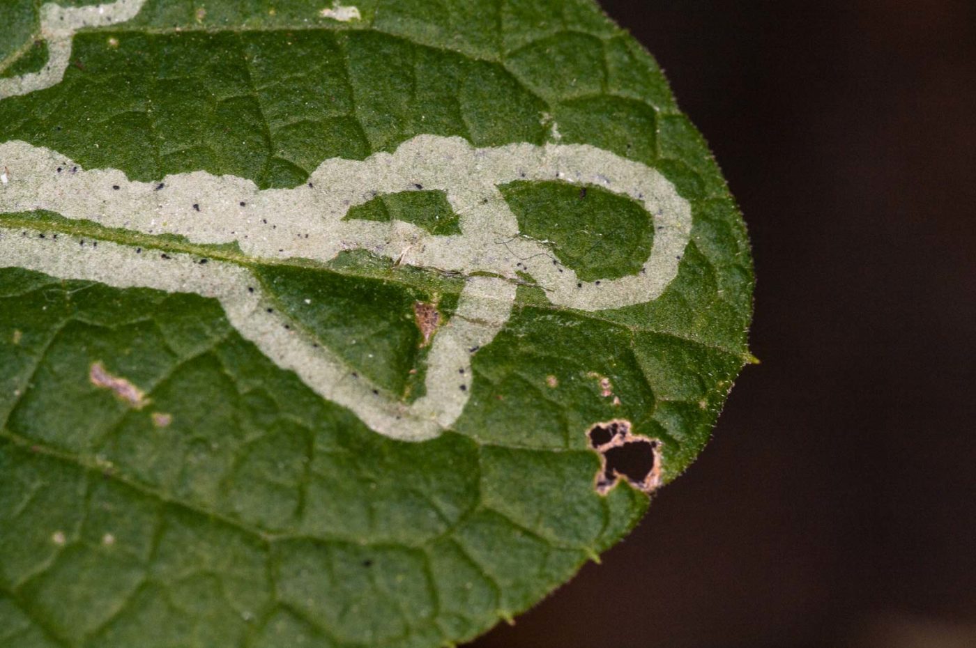 2018-11-01 - NSG Klöppersberg C-R