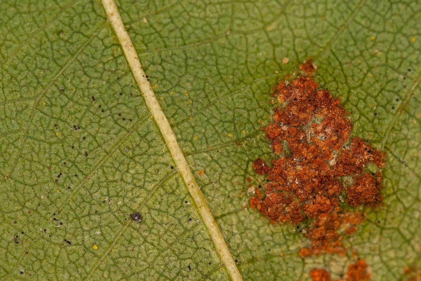 2018-11-01 - NSG Klöppersberg C-R