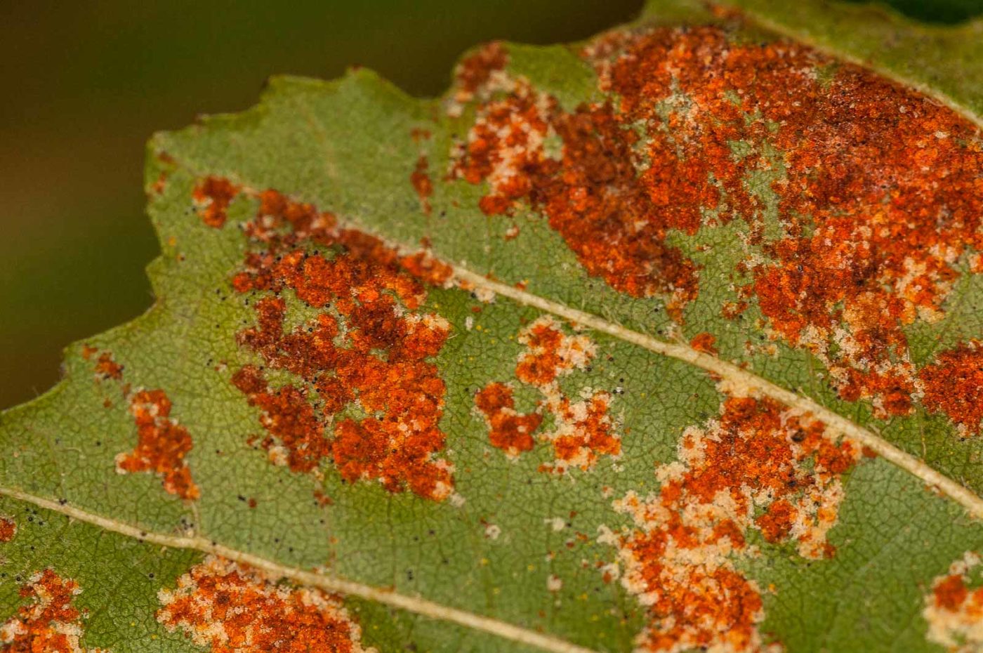 2018-11-01 - NSG Klöppersberg C-R