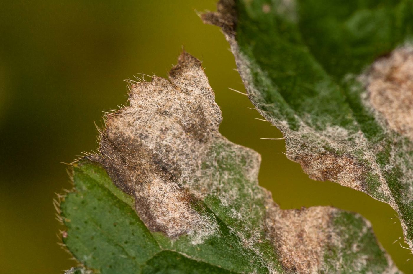 2018-11-01 - NSG Klöppersberg C-R