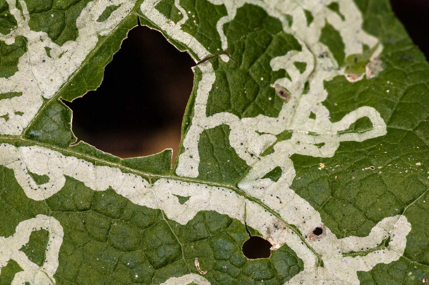 2018-11-01 - NSG Klöppersberg C-R