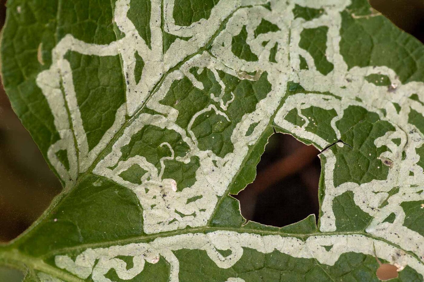 2018-11-01 - NSG Klöppersberg C-R