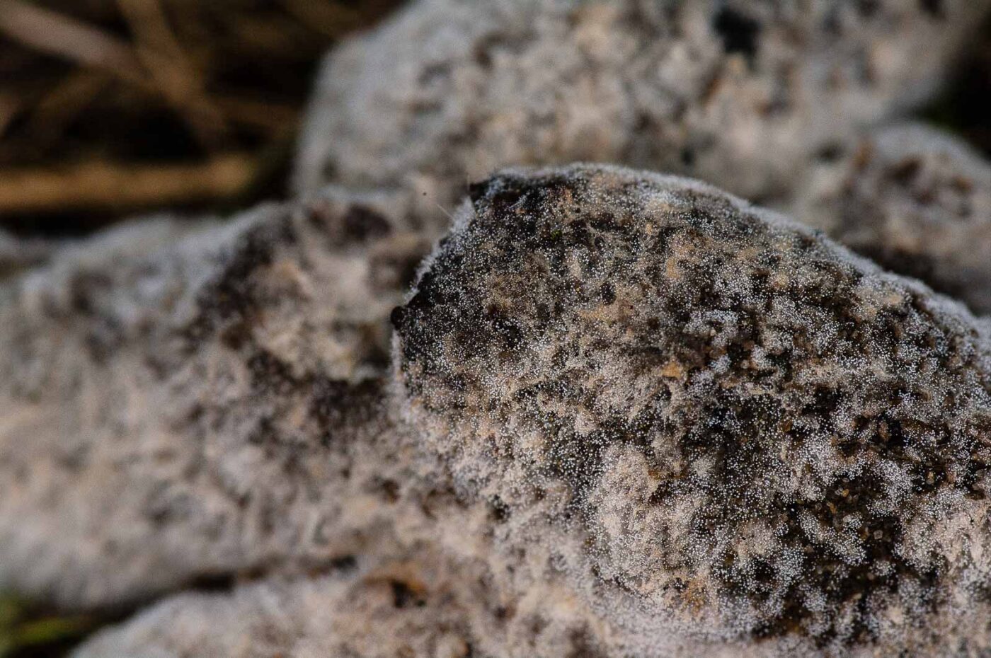 2018-11-01 - NSG Klöppersberg C-R