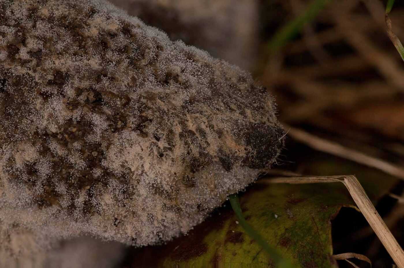 2018-11-01 - NSG Klöppersberg C-R