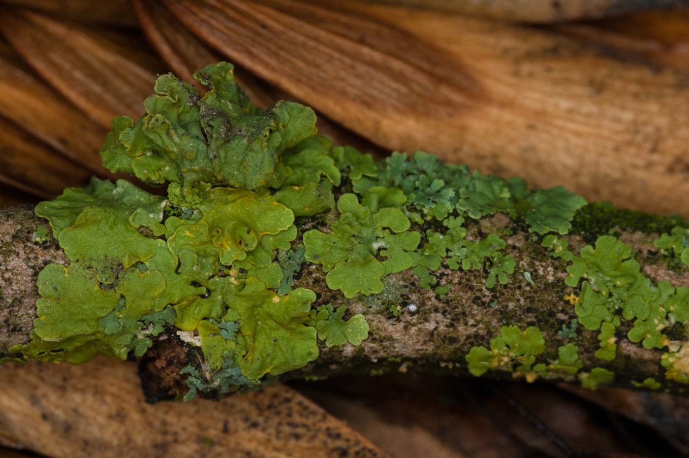 2018-11-01 - NSG Klöppersberg C-R