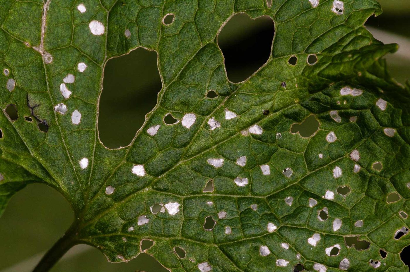 2018-11-01 - NSG Klöppersberg C-R