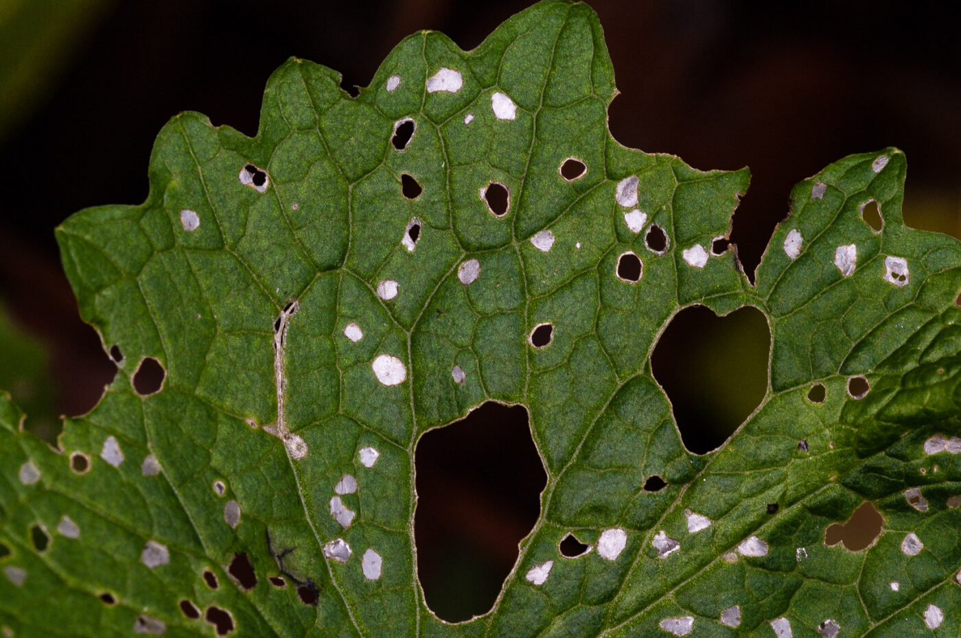 2018-11-01 - NSG Klöppersberg C-R