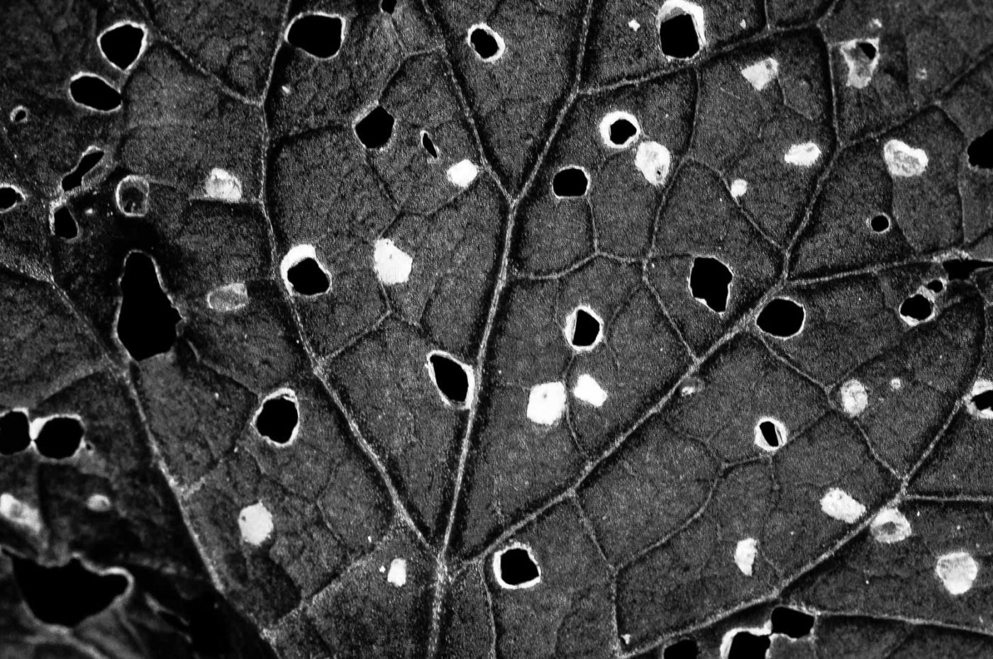 2018-11-01 - NSG Klöppersberg C-R