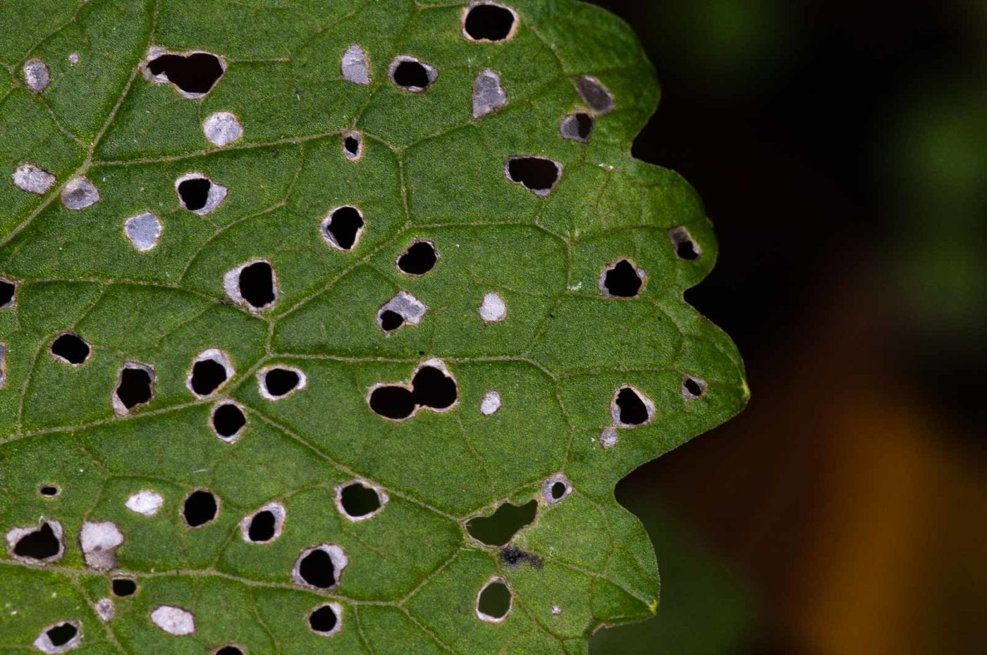 2018-11-01 - NSG Klöppersberg C-R