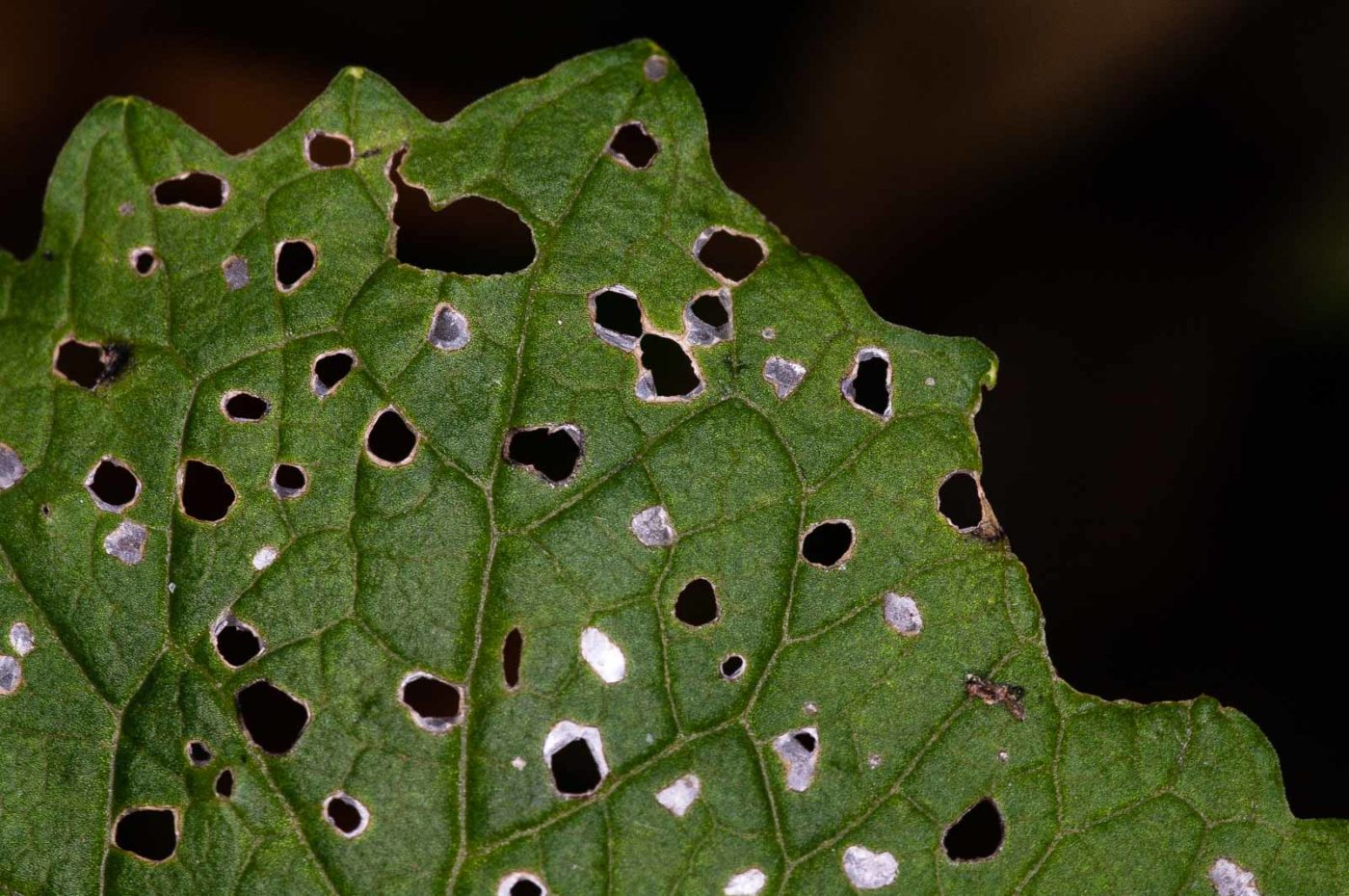 2018-11-01 - NSG Klöppersberg C-R