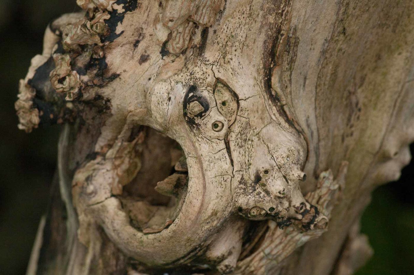 2018-11-01 - NSG Klöppersberg C-R