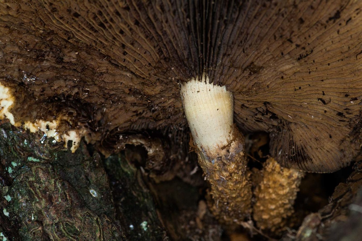 2018-11-01 - NSG Klöppersberg C-R