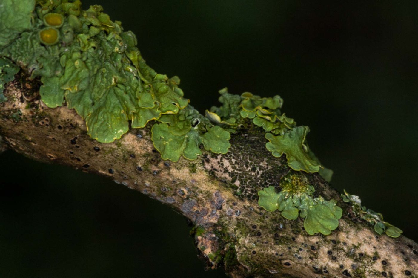 2018-11-01 - NSG Klöppersberg C-R