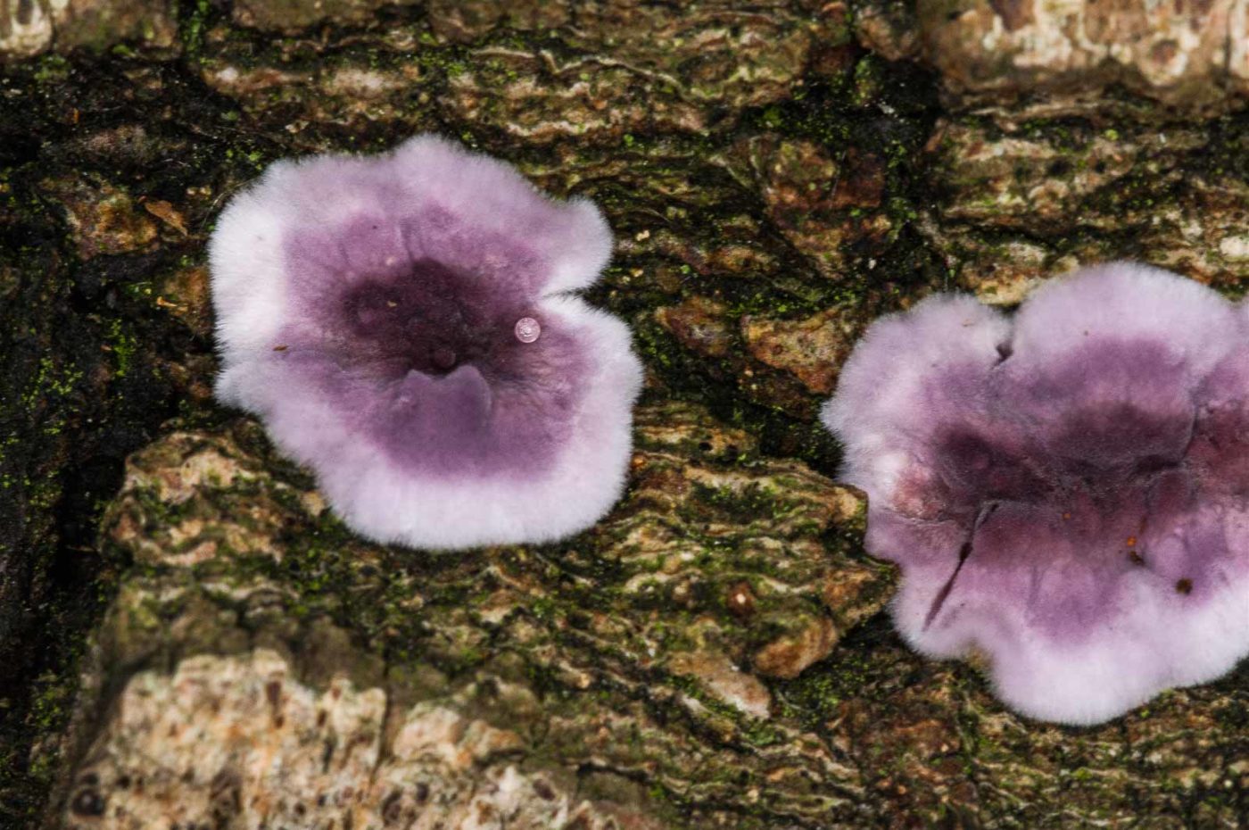 2018-11-01 - NSG Klöppersberg C-R