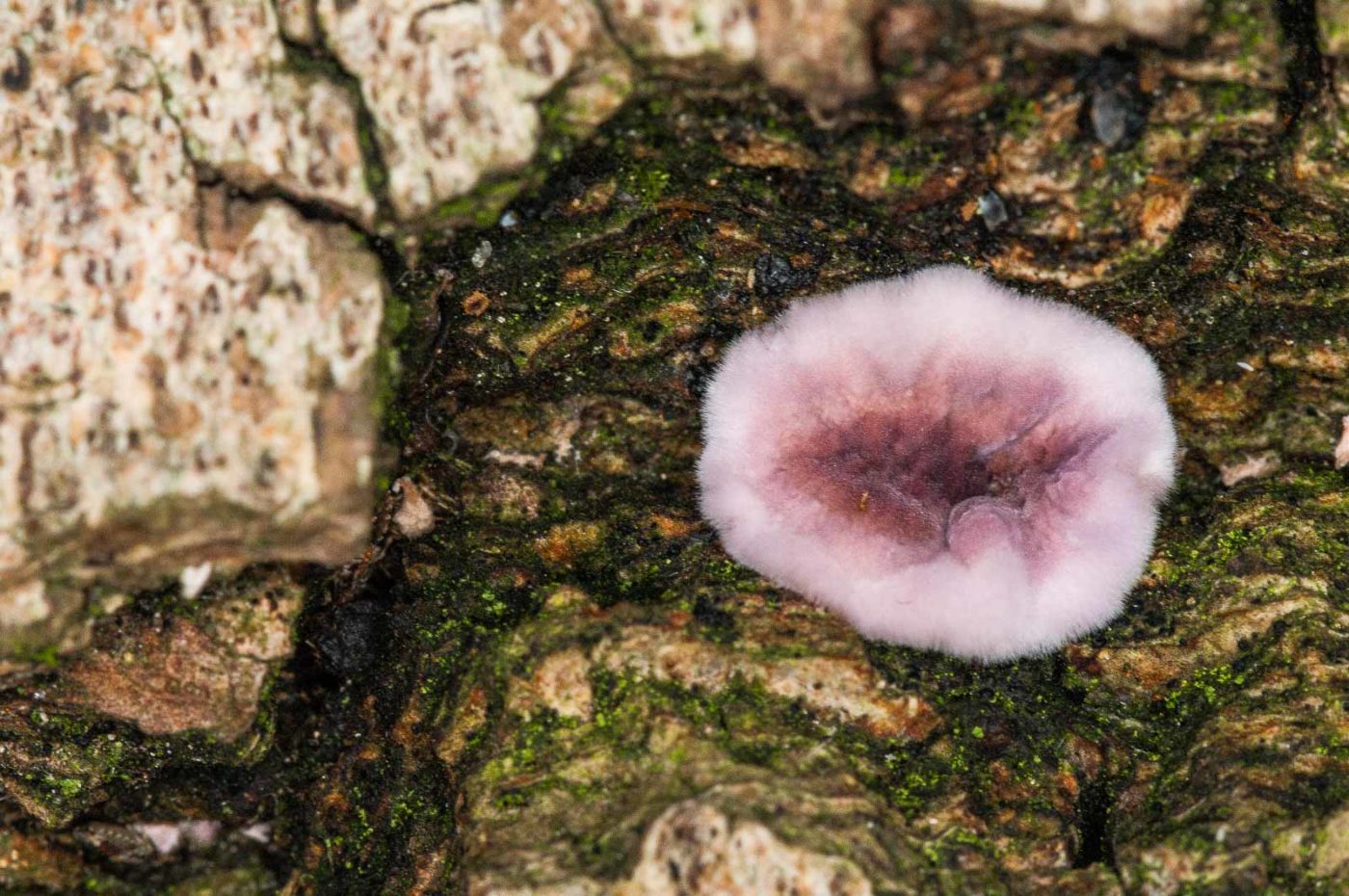 2018-11-01 - NSG Klöppersberg C-R