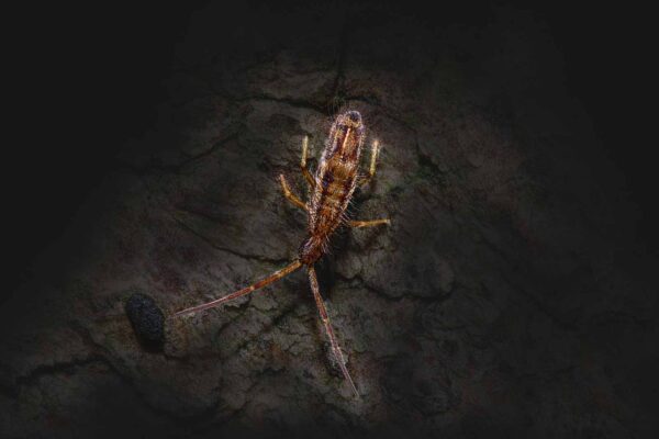 2018-11-01 - NSG Klöppersberg C-R