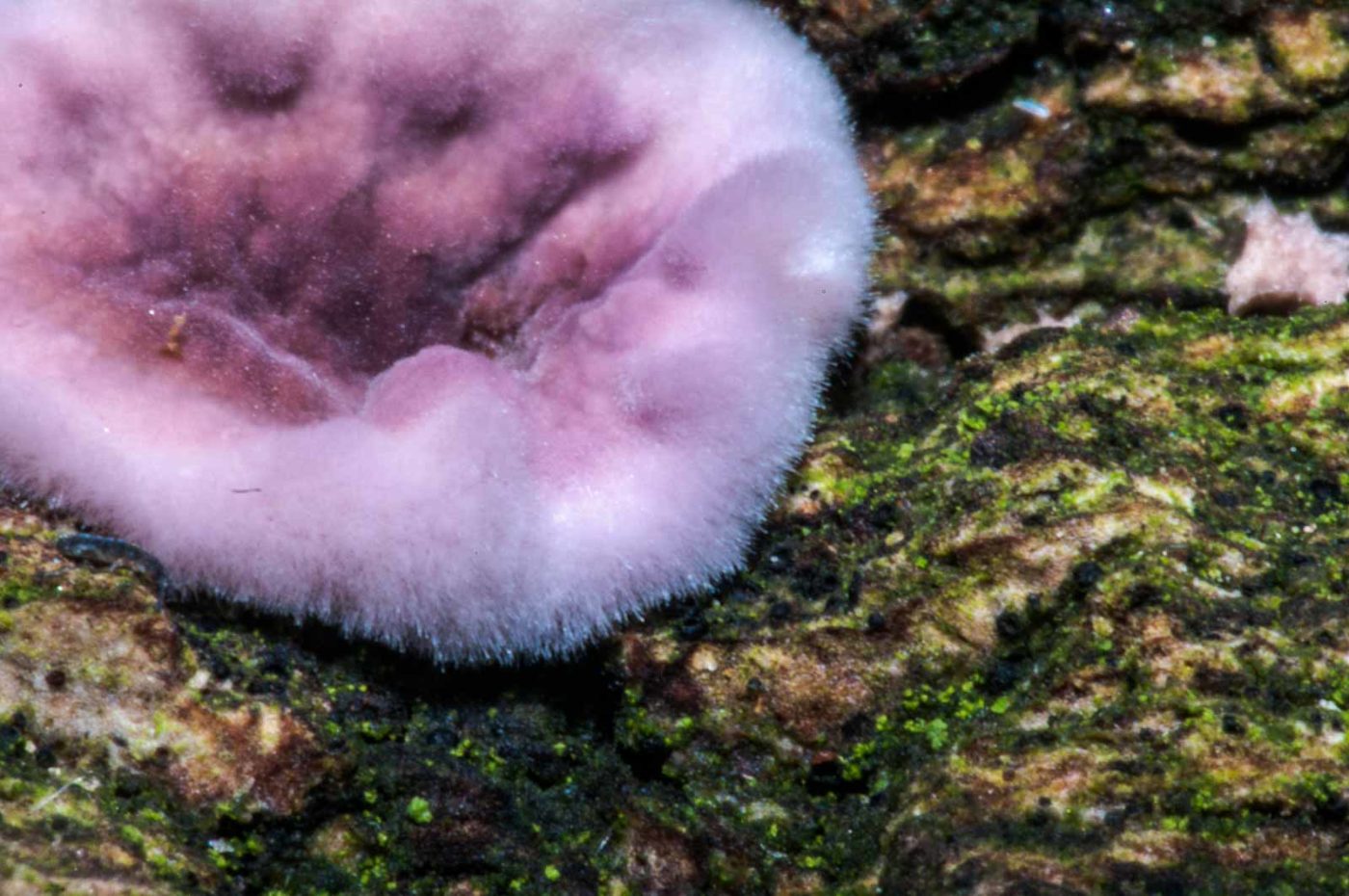 2018-11-01 - NSG Klöppersberg C-R