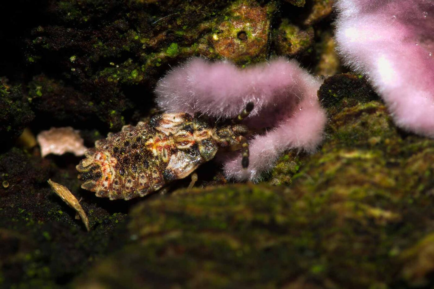 2018-11-01 - NSG Klöppersberg C-R