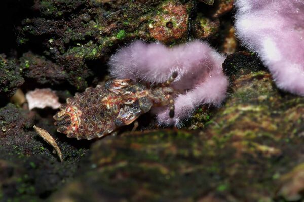 2018-11-01 - NSG Klöppersberg C-R