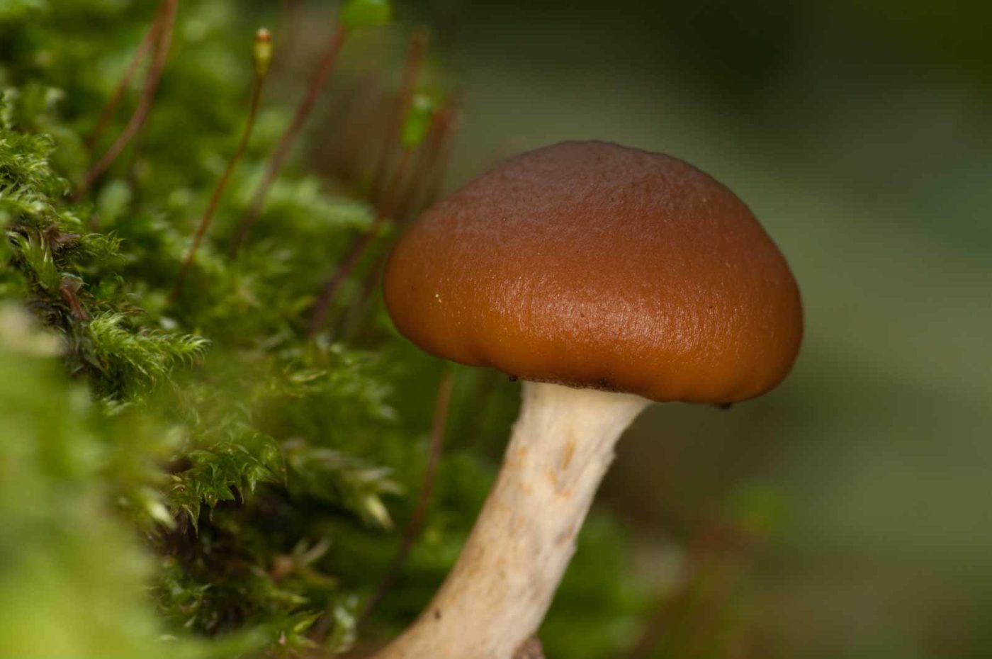 2018-11-01 - NSG Klöppersberg C-R