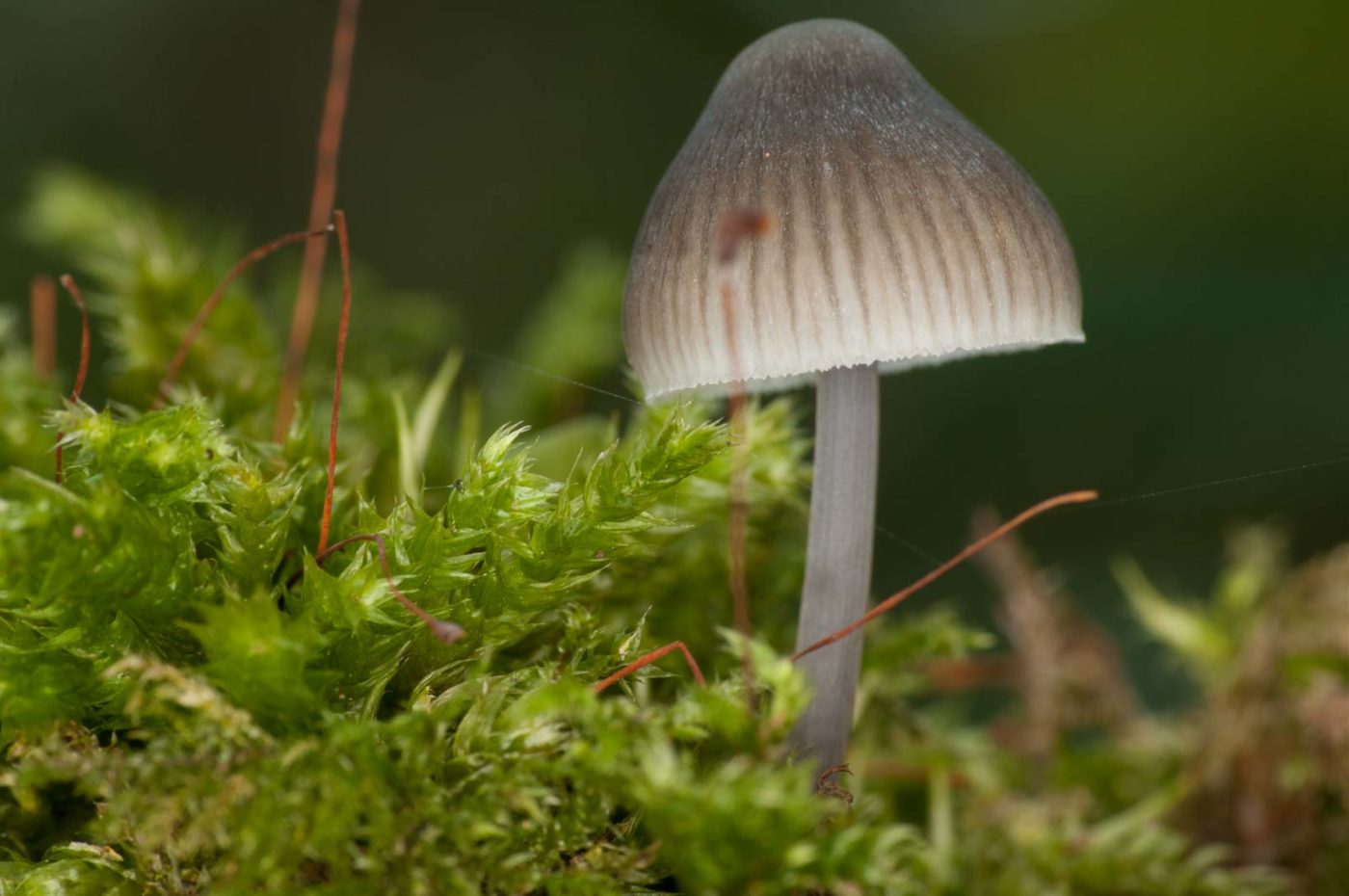 2018-11-01 - NSG Klöppersberg C-R