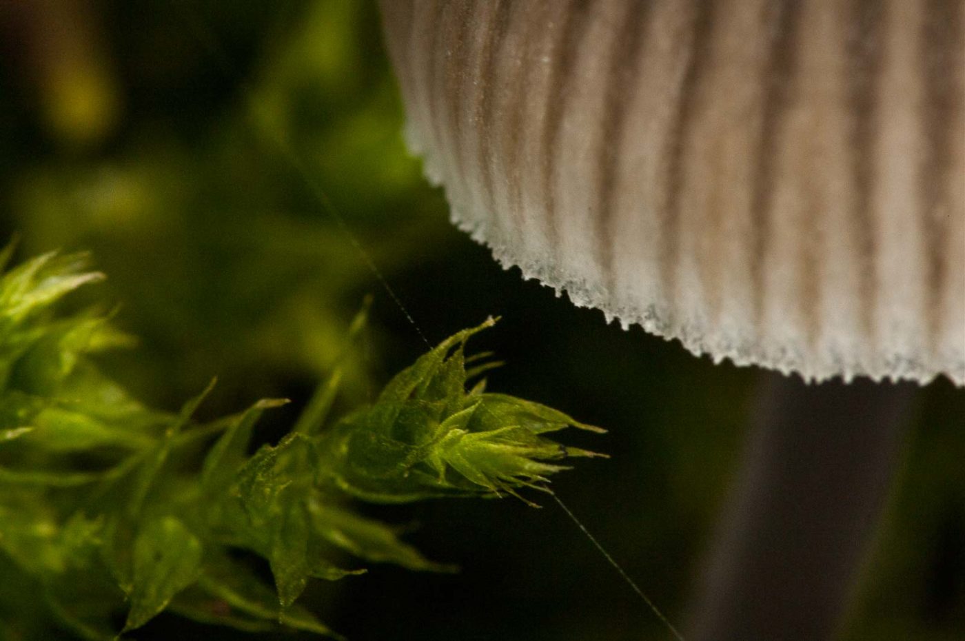 2018-11-01 - NSG Klöppersberg C-R