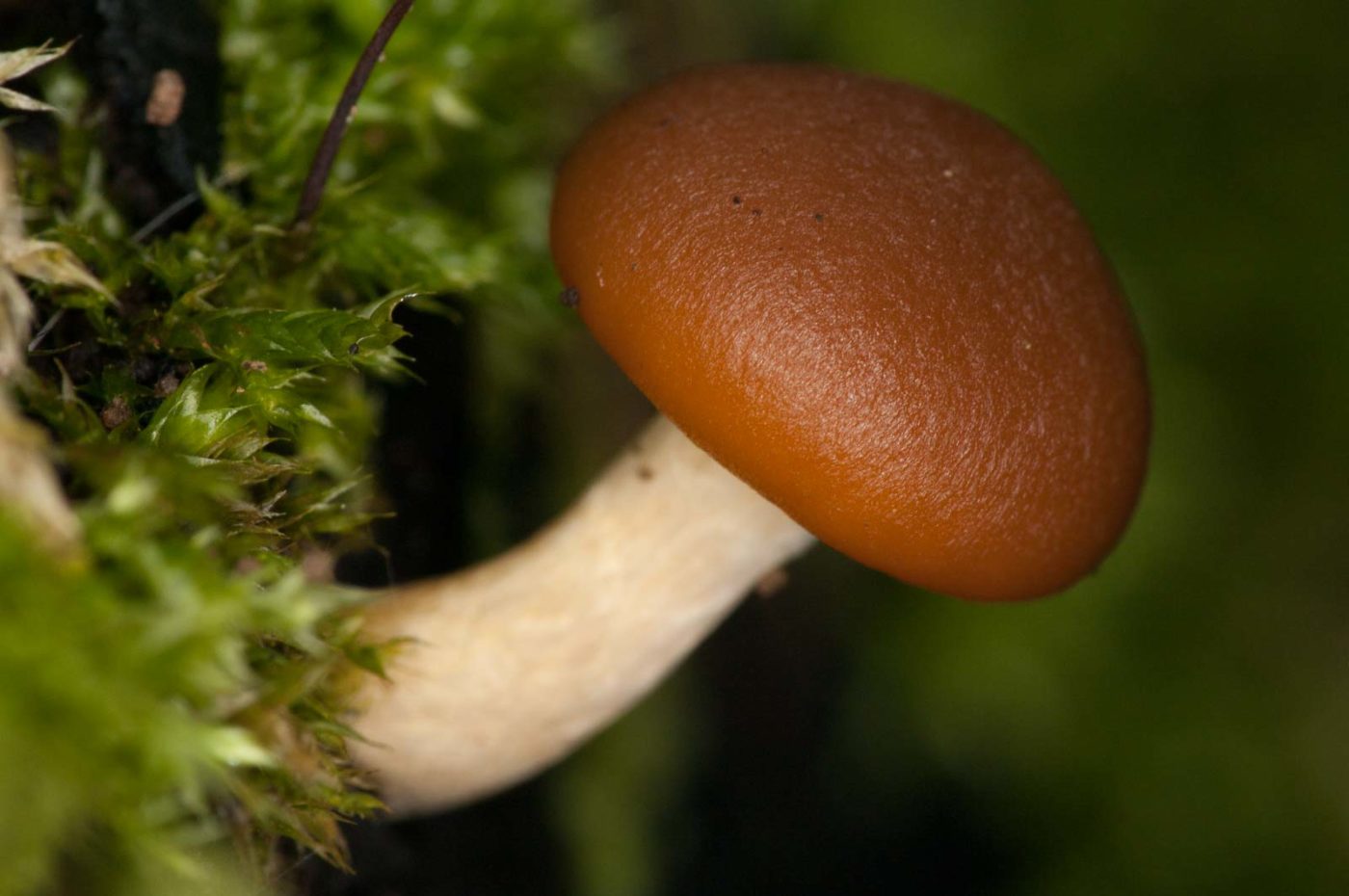 2018-11-01 - NSG Klöppersberg C-R