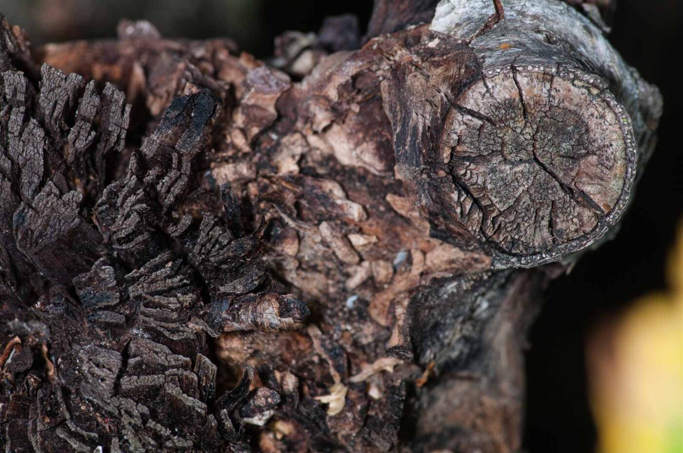 2018-11-05 - EmscherValleyWay Recklinghausen